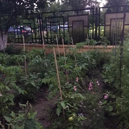 Patricia Eforie Nord