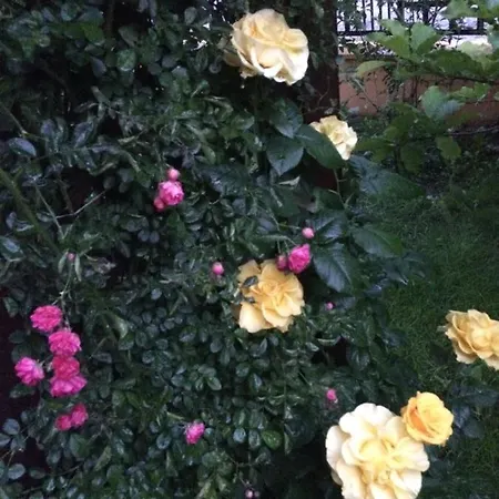 Casa de hóspedes Patricia