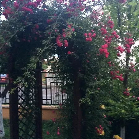 Patricia Eforie Nord