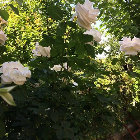 Casa de hóspedes Patricia 3*