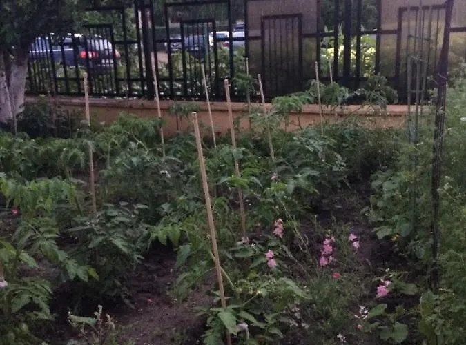 Patricia Észak-Eforie