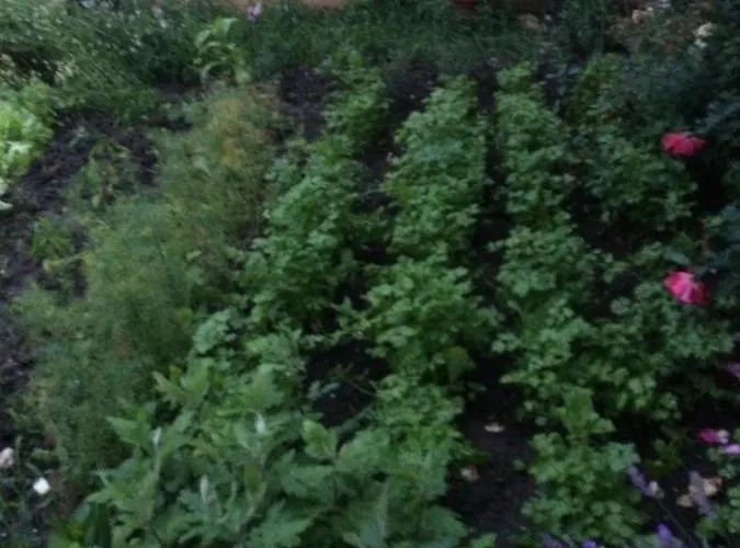 Patricia Pensión Eforie Nord