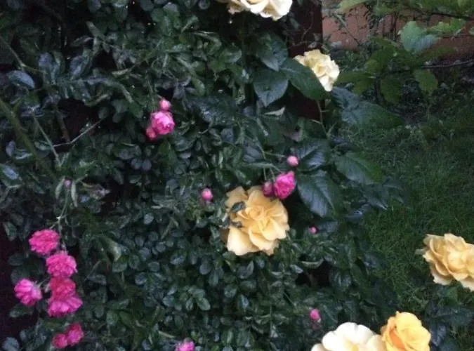 Vendégház Patricia