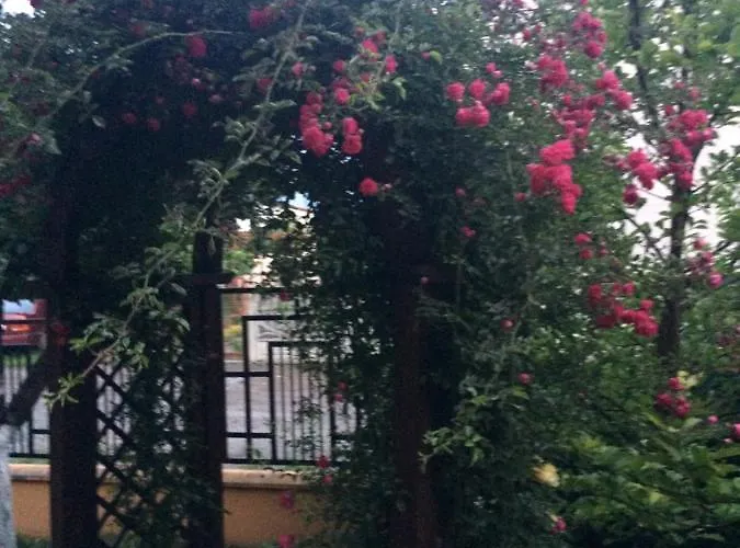 Patricia Eforie Nord