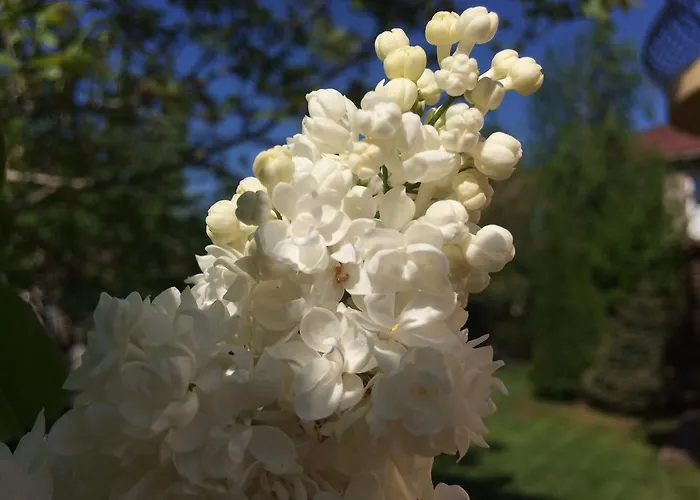 Patricia Vendégház