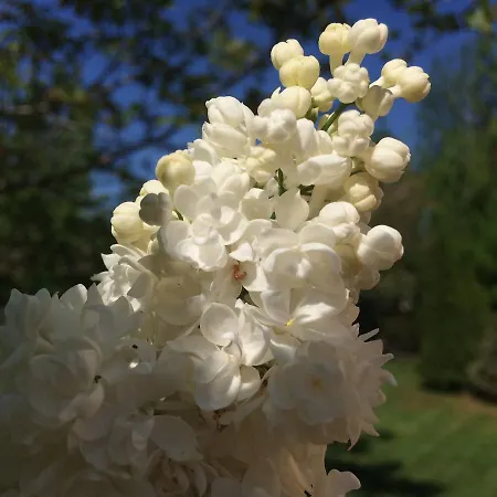 Patricia Affittacamere