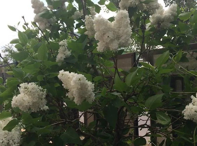 Patricia 3* Eforie Nord